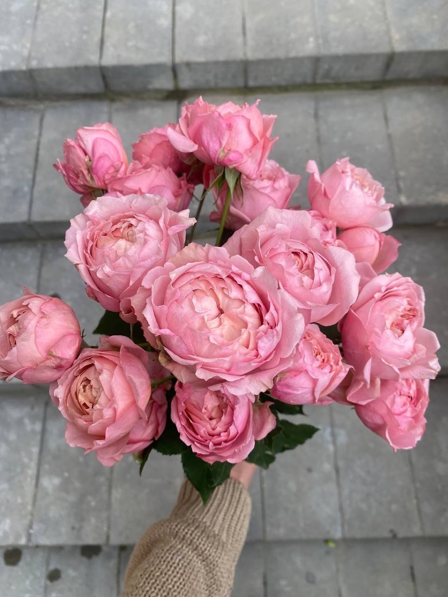 Роза кустовая "Джумилия"