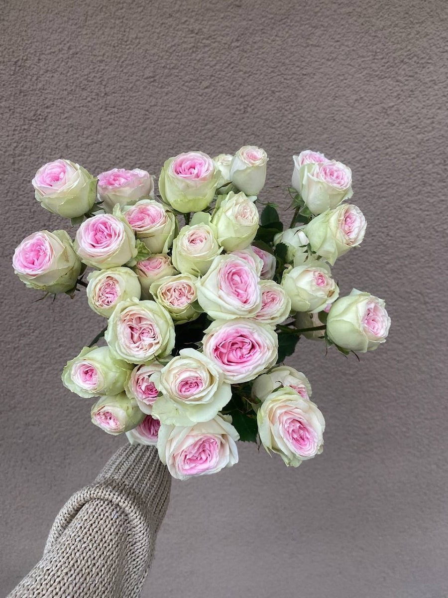 Роза кустовая "Патио"