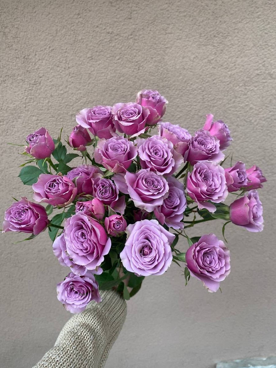 Роза кустовая "Барвинок"