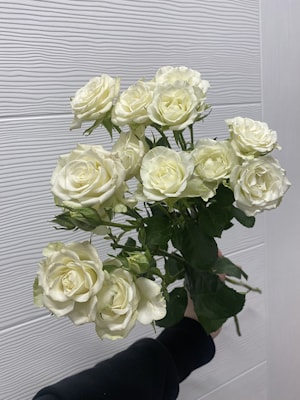 "Белая кустовая роза"