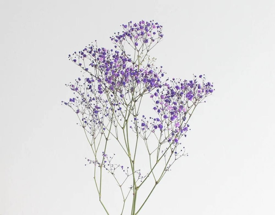 Гипсофила фиолетовая