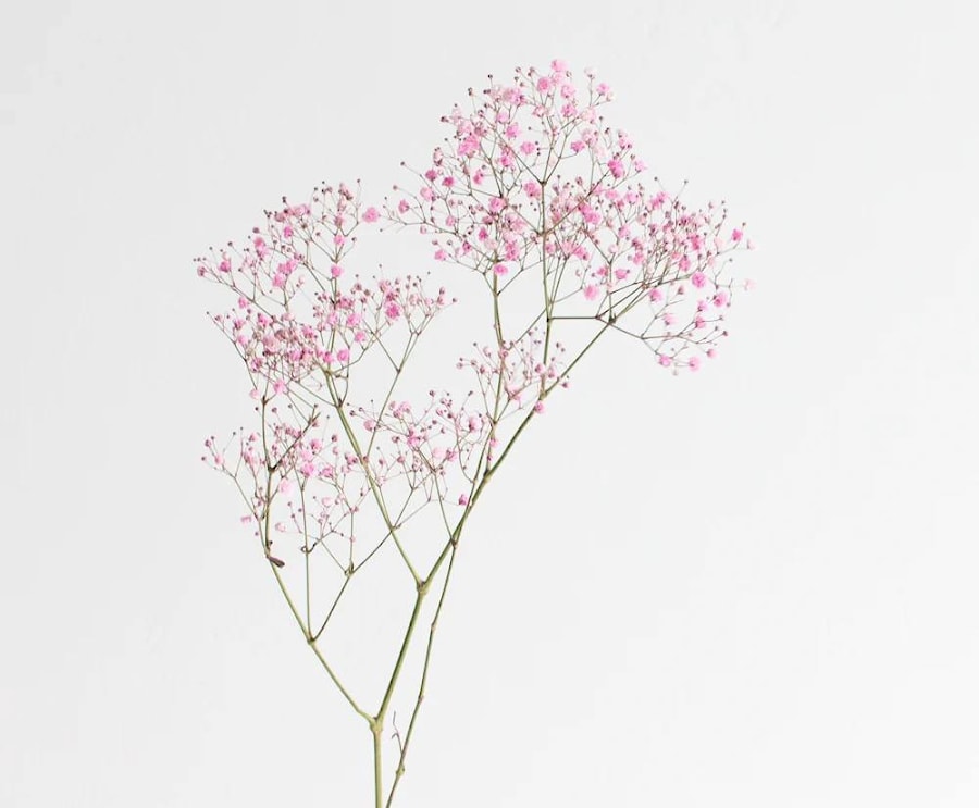 Гипсофила розовая